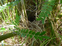 Microspingus melanoleucus