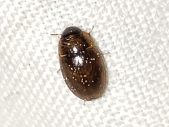 Enochrus pygmaeus