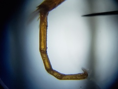 Enochrus pygmaeus