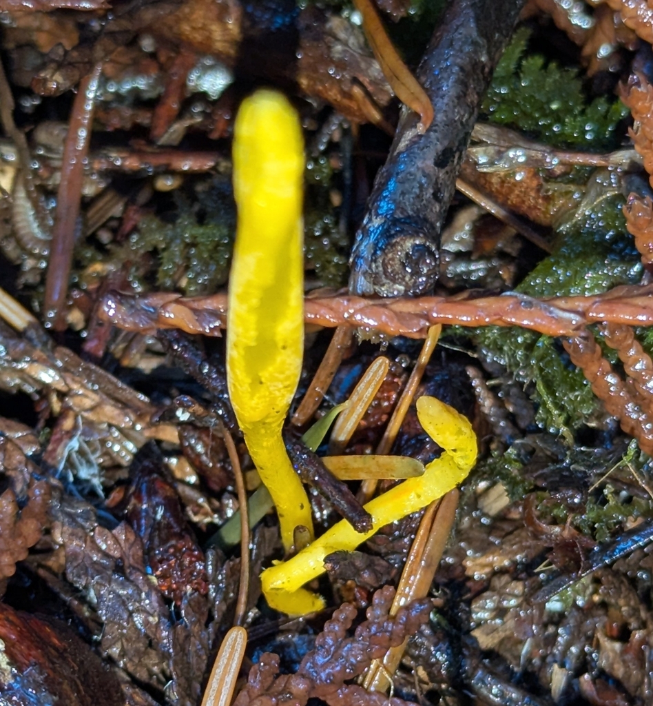 Clavulinopsis sp. 'laeticolor-PNW02' · December 2025 · photo: © benkeen (iNaturalist, cc0)