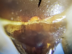 Enochrus pygmaeus