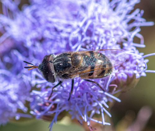Unknown species found near Lady Bird Johnson Wildflower Center