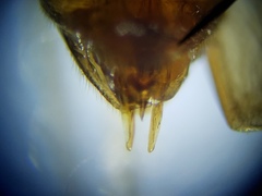 Enochrus pygmaeus