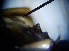 Enochrus pygmaeus
