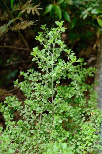 Prostanthera rotundifolia, photograph 5
