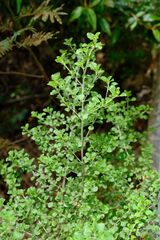 Prostanthera rotundifolia, photograph (c) Peter Crowcroft, some rights reserved (CC BY)