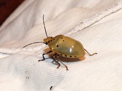 Augocoris gomesii