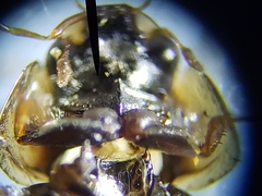 Enochrus pygmaeus