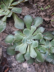 Graptopetalum sinaloensis