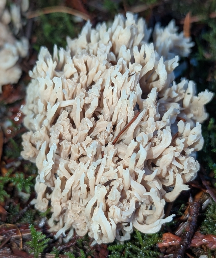 Clavulina sp. 'coralloides-PNW01' · December 2025 · photo: © benkeen (iNaturalist, cc0)