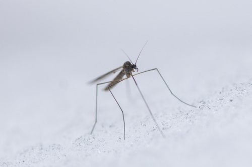 Unknown species found near Tompkins County, NY, USA