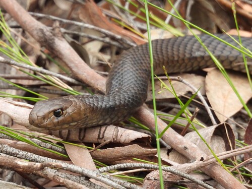Eastern Brown Snake sighting