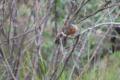 Achaetops pycnopygius