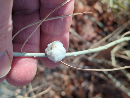 Unknown species found near W Littleton Blvd & S Spotswood St, Littleton, CO 80120, USA