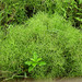 Water Fern - Photo (c) Kinmatsu Lin, some rights reserved (CC BY-NC), uploaded by Kinmatsu Lin