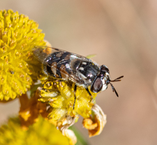 Unknown species found near Lady Bird Johnson Wildflower Center
