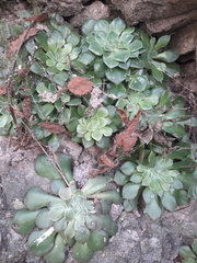 Graptopetalum sinaloensis