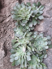 Graptopetalum sinaloensis