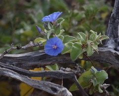 Jacquemontia abutiloides