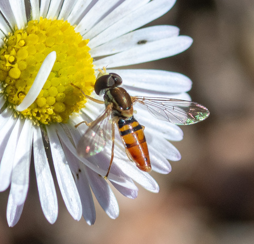 Unknown species found near Lady Bird Johnson Wildflower Center