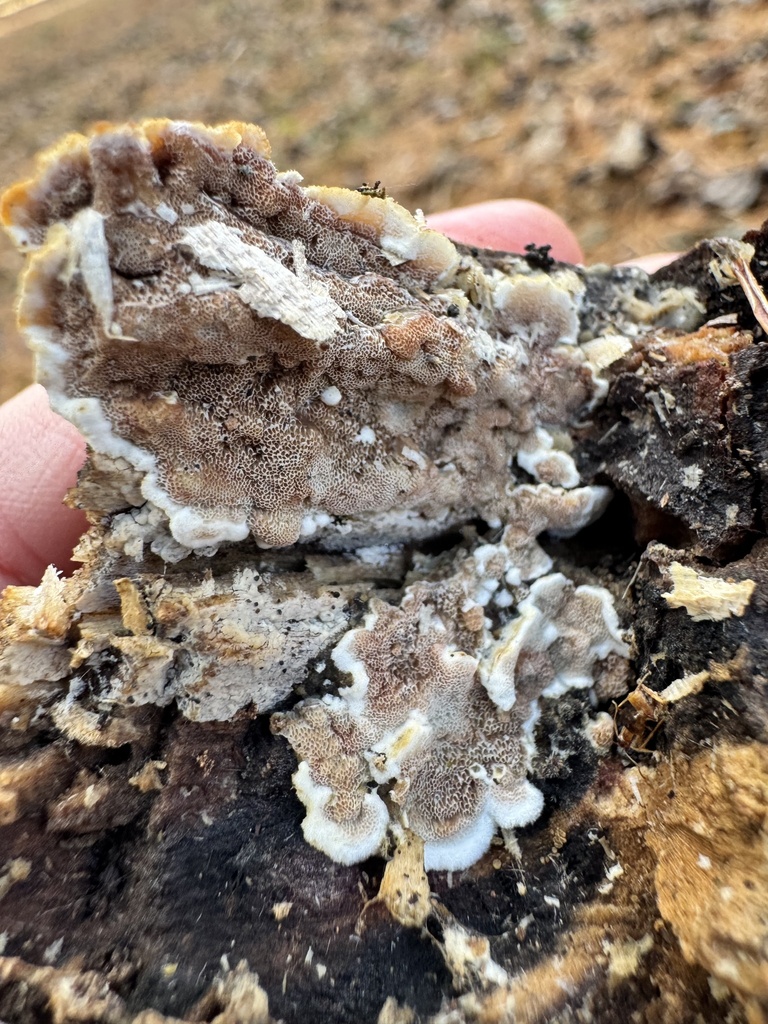 Gloeoporus dichrous · December 2025 · photo: © wearethechampignons (iNaturalist, cc0)