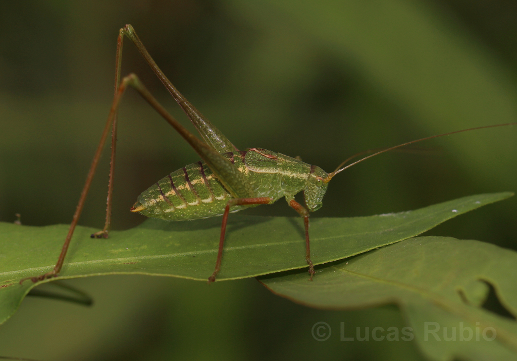 Anisophya punctinervis