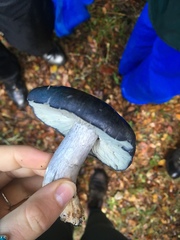 Entoloma medianox