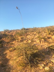 Agave sobria
