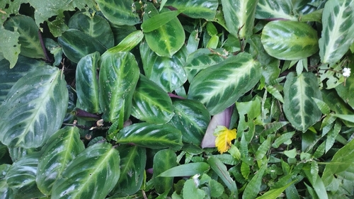 Maranta cristata, photograph 5