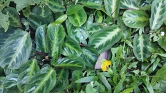 Maranta cristata, photograph (c) Victor Hugo B. Galvão, some rights reserved (CC BY)