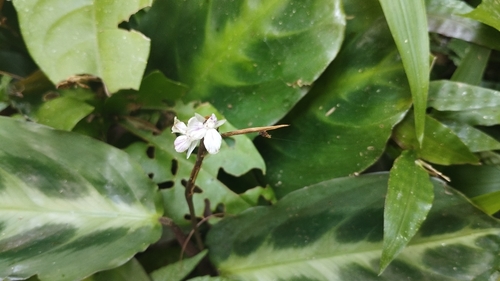 Maranta cristata, photograph 6