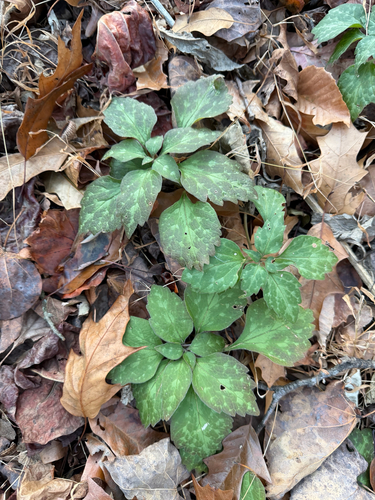 Pachysandra procumbens