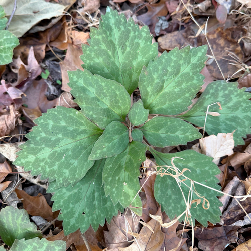 Pachysandra procumbens