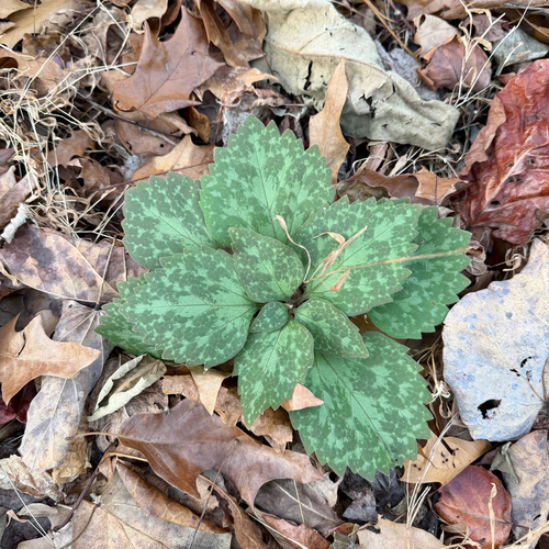 Pachysandra procumbens
