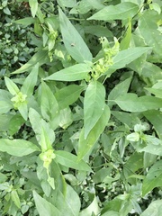 Poikilacanthus glandulosus