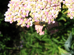 Brachyleptura