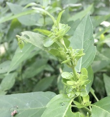 Poikilacanthus glandulosus