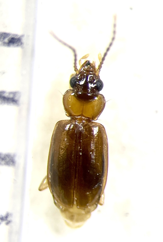 Tachys columbiensis