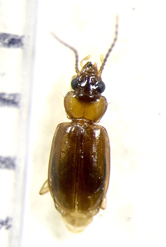 Tachys columbiensis