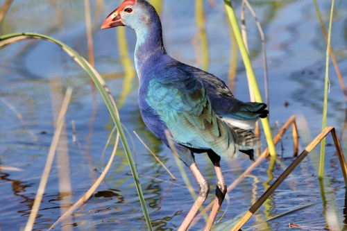 Gray-headed Swamphen