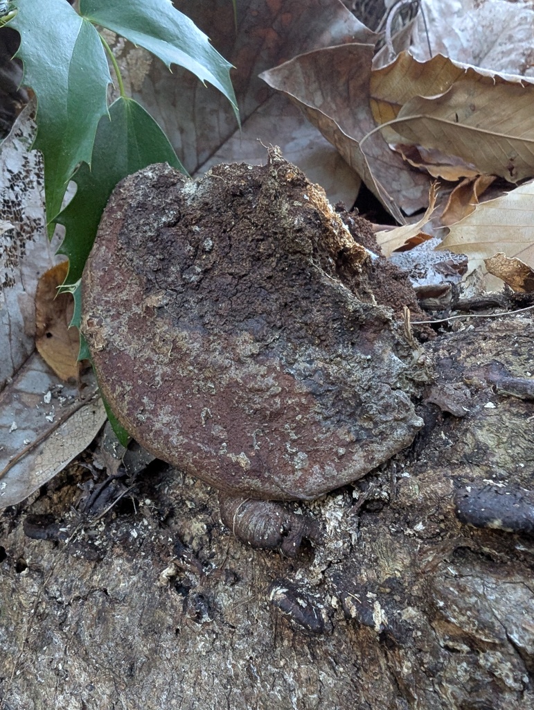 Fuscoporia gilva · December 2025 · photo: © atsushi_nakajima_cirque (iNaturalist, cc-by)