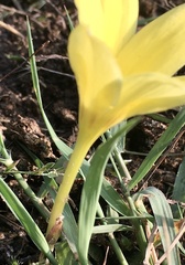 Zephyranthes americana