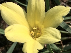 Zephyranthes americana