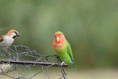 Passer motitensis