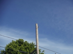 Melanerpes portoricensis