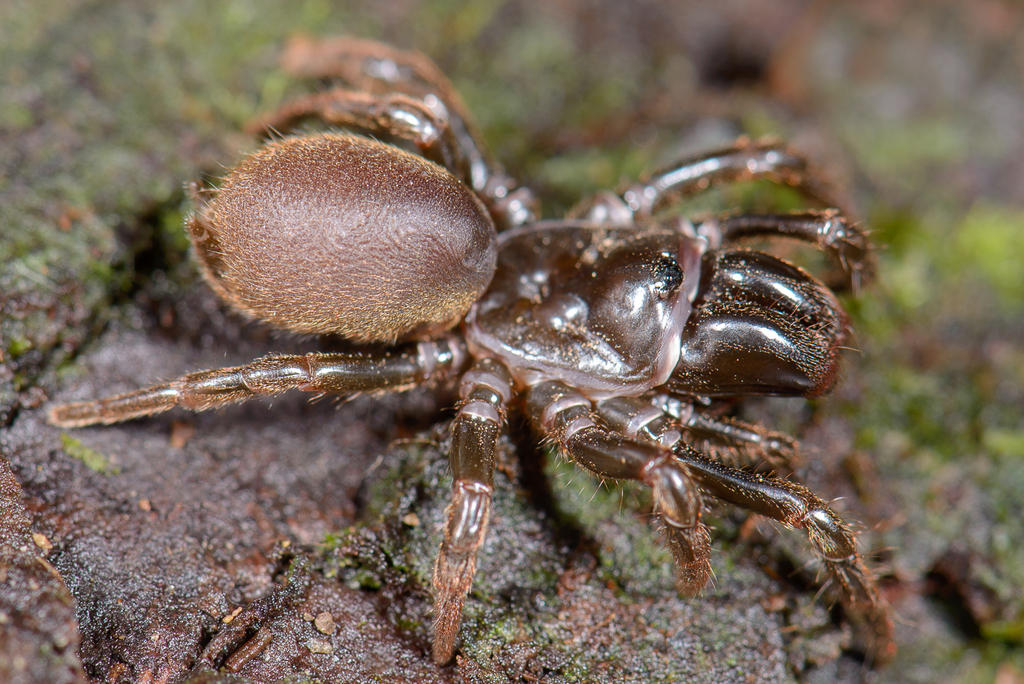 Karsch's Purseweb Spider