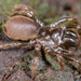 Karsch's Purseweb Spider - Photo (c) Marshal Hedin, some rights reserved (CC BY-NC-SA), uploaded by Marshal Hedin
