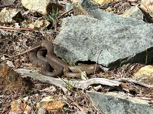 Eastern Brown Snake sighting