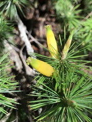 Stenanthera pinifolia