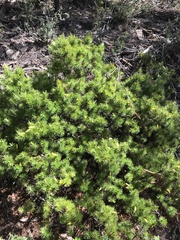 Stenanthera pinifolia